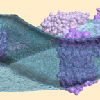 lipid biomembrane.jpg