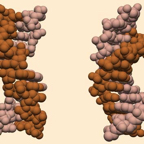 Z_B DNA copy.jpg